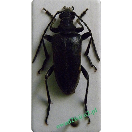 Brachyta interrogationis (Linnaeus, 1758) Zgrubek zmienny